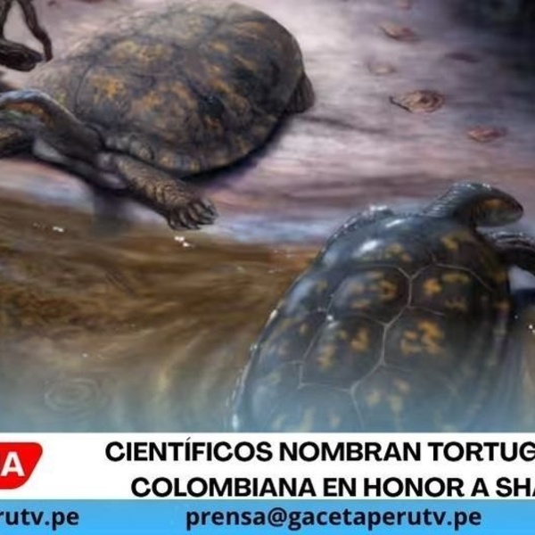 Científicos nombran tortuga fósil colombiana en honor a Shakira