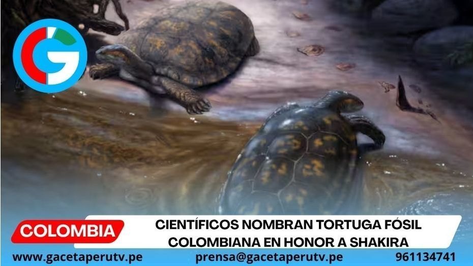 Científicos nombran tortuga fósil colombiana en honor a Shakira