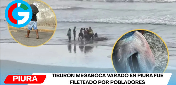 Tiburón megaboca varado en Piura fue fileteado por pobladores