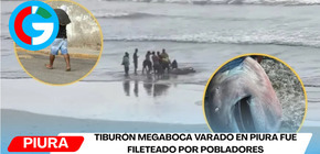 Tiburón megaboca varado en Piura fue fileteado por pobladores