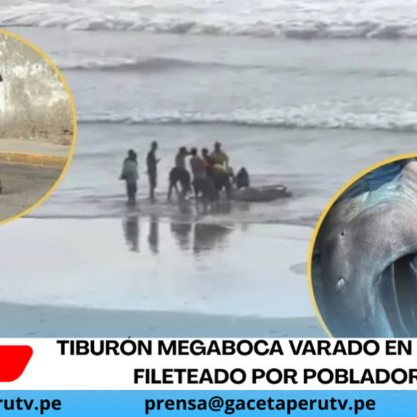 Tiburón megaboca varado en Piura fue fileteado por pobladores