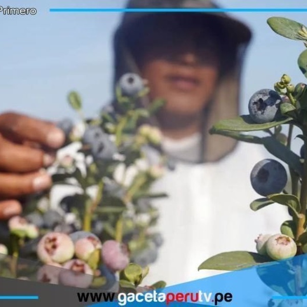 Ica se consolida como región clave en exportación de arándano