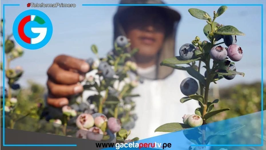 Ica se consolida como región clave en exportación de arándano