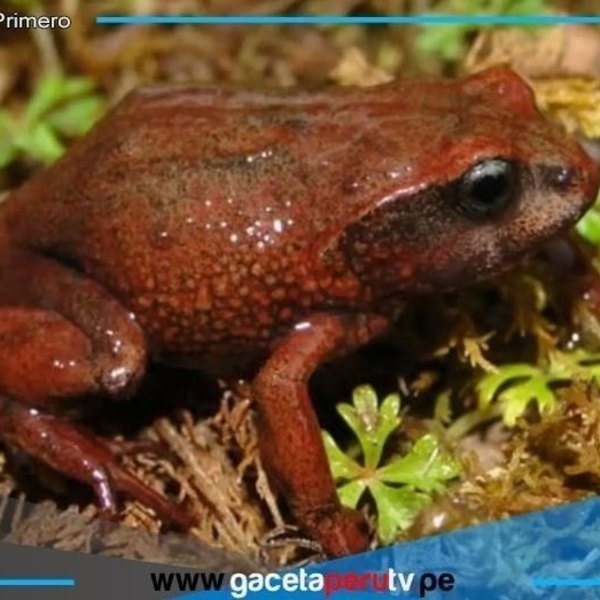 Pasco: Descubren dos nuevas especies de ranas en el Parque Yanachaga-Chemillén
