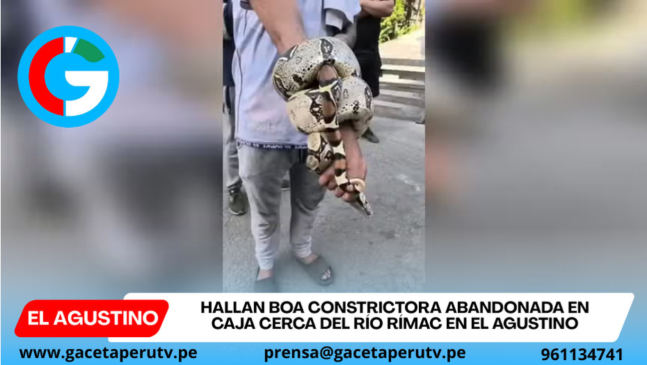 Hallan boa constrictora abandonada en caja cerca del río Rímac en el Agustino
