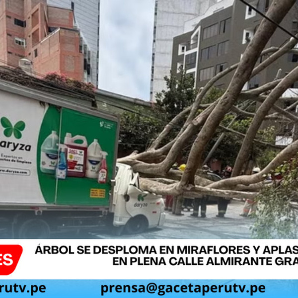 Árbol se desploma en Miraflores y aplasta furgoneta en plena calle Almirante Grau