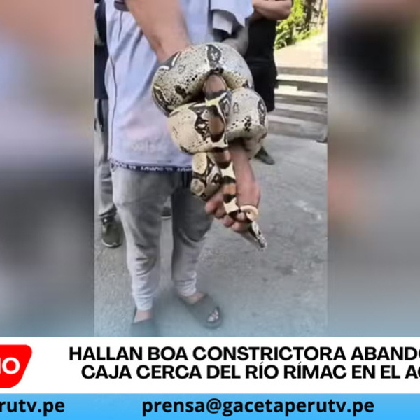 Hallan boa constrictora abandonada en caja cerca del río Rímac en el Agustino