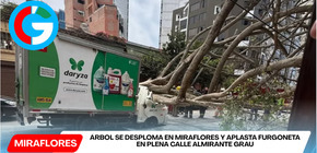 Árbol se desploma en Miraflores y aplasta furgoneta en plena calle Almirante Grau