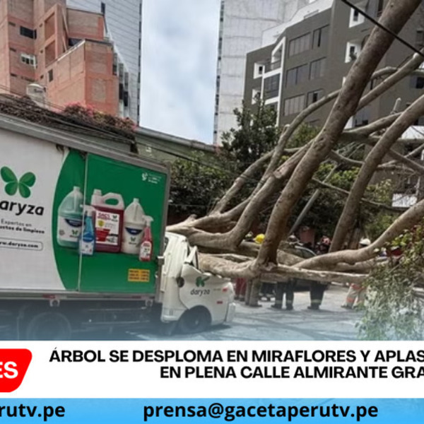 Árbol se desploma en Miraflores y aplasta furgoneta en plena calle Almirante Grau