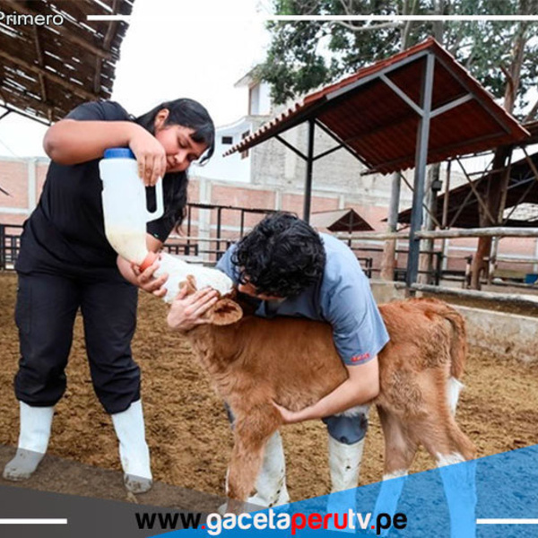Nacen dos nuevas terneras por inseminación artificial en Trujillo 