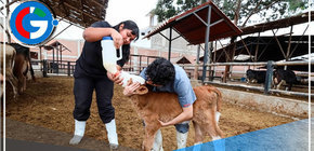 Nacen dos nuevas terneras por inseminación artificial en Trujillo 
