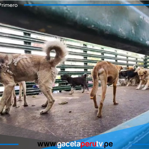 Varios de los perros presentaban claros signos de abandono