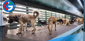 Salvan a 36 perros maltratados en Cerro Colorado