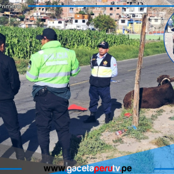 Madre muere atropellada por camioneta mientras arreaba ganado en carretera.
