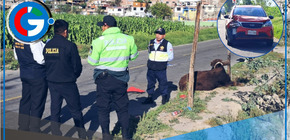 Madre muere atropellada por camioneta mientras arreaba ganado en carretera.