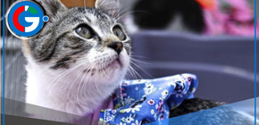 Parque de la Exposición: más de 50 gatos serán puestos en adopción en la 'Gatotón 2025'