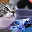 Parque de la Exposición: más de 50 gatos serán puestos en adopción en la 'Gatotón 2025'