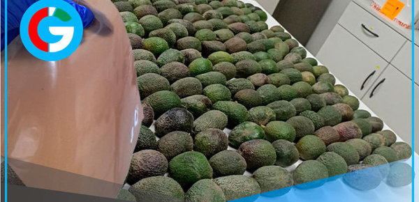 Desarrollan bioplástico a partir de residuos de industria de la palta 
