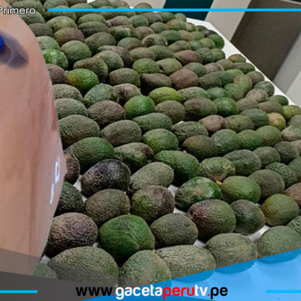 Desarrollan bioplástico a partir de residuos de industria de la palta 
