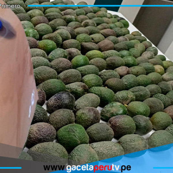 Desarrollan bioplástico a partir de residuos de industria de la palta 