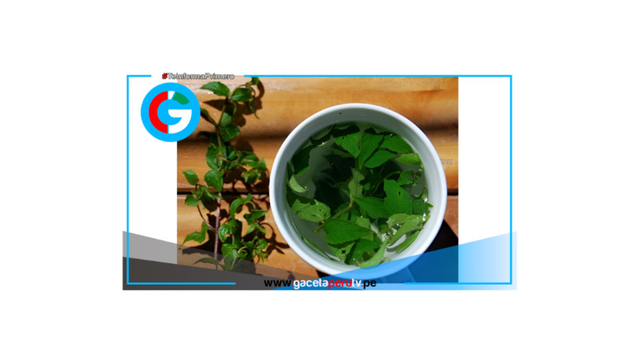 Muña, la planta andina que alivia malestares y realza la gastronomía peruana