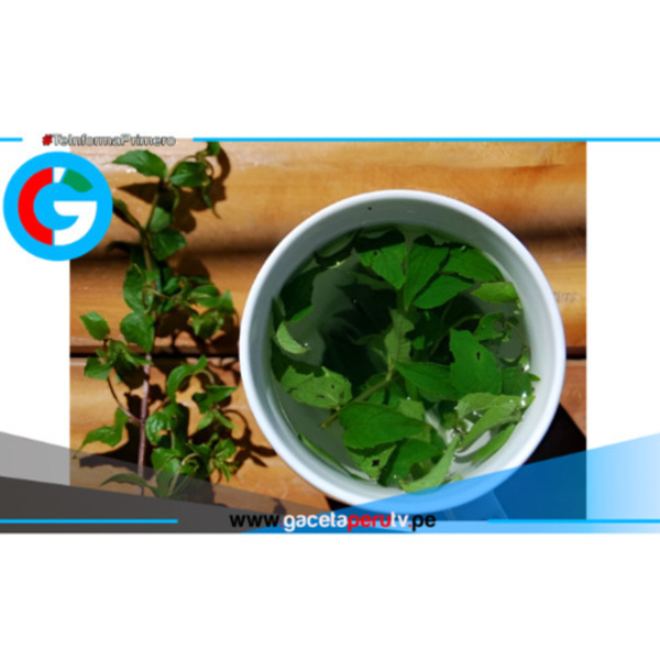 Muña, la planta andina que alivia malestares y realza la gastronomía peruana