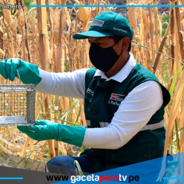 Investigan nueva variedad de frejol canario camanejo más resistente a plagas 