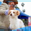 Perro pastor chiribaya será presentado oficialmente en Lima