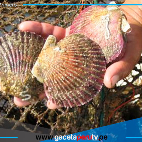Autorizan extracción de conchas de abanico en Lobos de Tierra