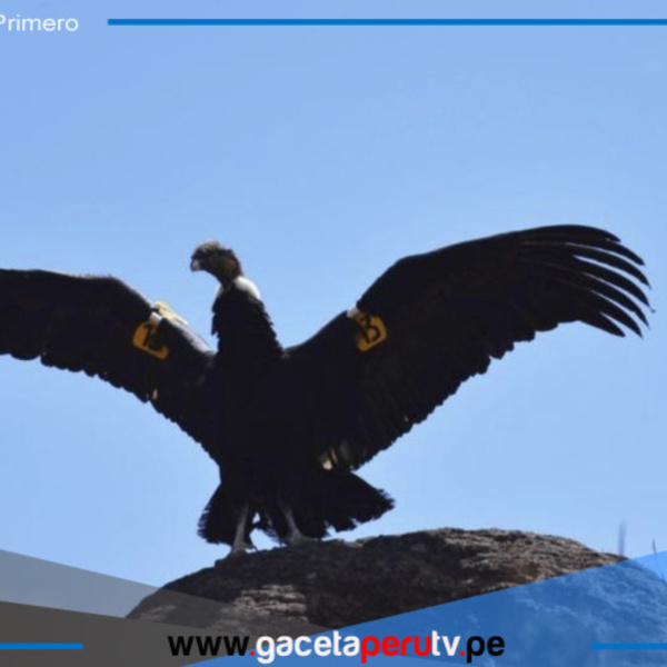 Ayacucho: Liberan a cóndor andino que fue envenenado