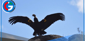 Ayacucho: Liberan a cóndor andino que fue envenenado