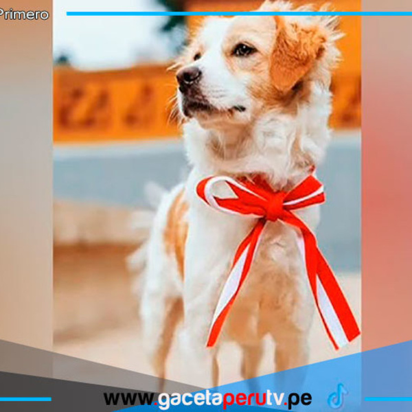 Conoce al perro de origen peruano que logró reconocimiento internacional 