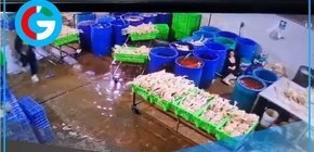 Delincuentes disfrazados de policías asesinan a empresaria avícola en Huaura 