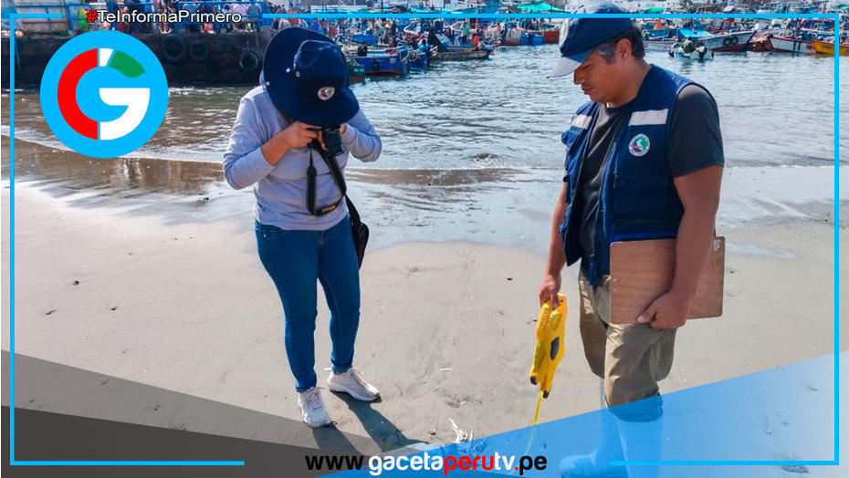 IMARPE monitorea pota inusual en playas del litoral limeño