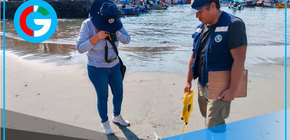 IMARPE monitorea pota inusual en playas del litoral limeño