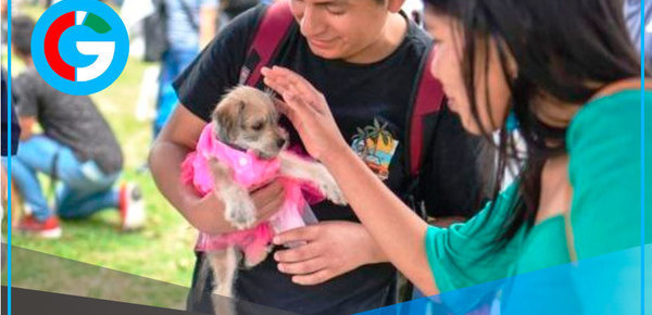 Patatón 2025 reunirá 10 toneladas de alimento para animales rescatados