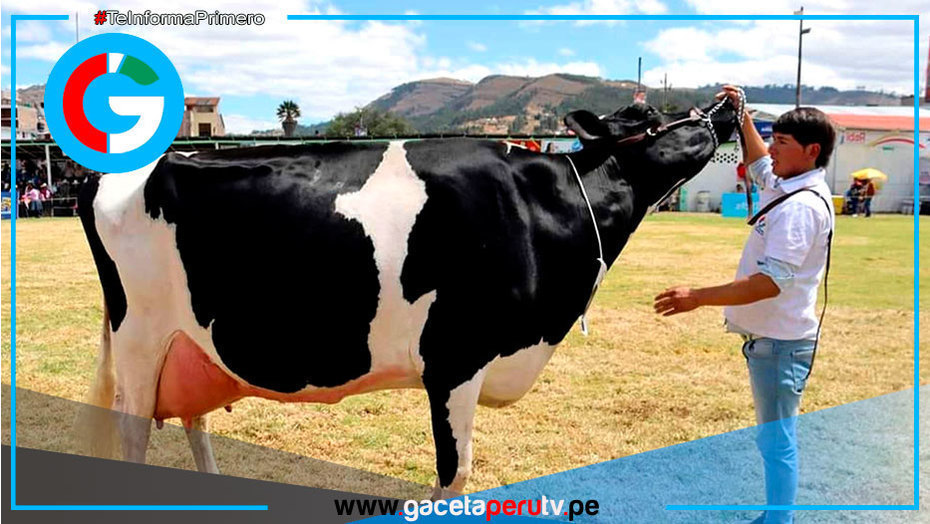 Cajamarca exhibe 500 vacunos en tradicional Feria Fongal 2025