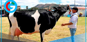 Cajamarca exhibe 500 vacunos en tradicional Feria Fongal 2025