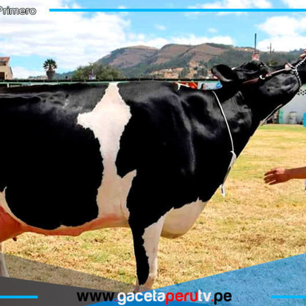 Cajamarca exhibe 500 vacunos en tradicional Feria Fongal 2025