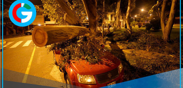 Fuertes ráfagas en La Molina dejan árboles caídos y autos dañados