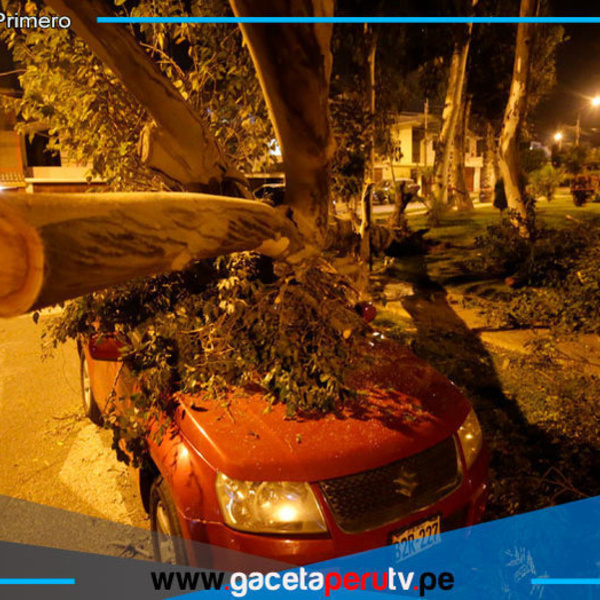 Fuertes ráfagas en La Molina dejan árboles caídos y autos dañados