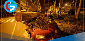 Fuertes ráfagas en La Molina dejan árboles caídos y autos dañados