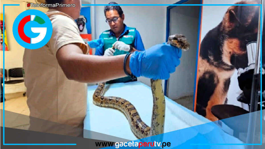 Serfor rescata boa en Huancabamba y exhorta respetar fauna