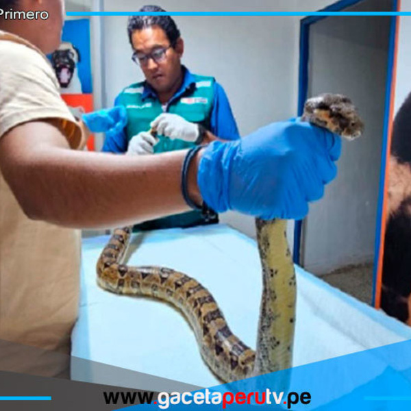 Serfor rescata boa en Huancabamba y exhorta respetar fauna
