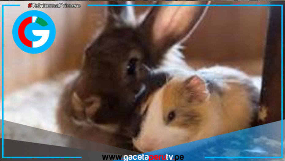 Happy Bunny Day reunirá familias, mascotas e invitados especiales en evento solidario en La Molina