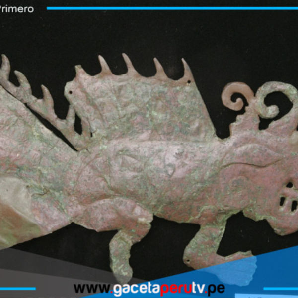Más de 100 especies marinas se exhibirán en el Museo