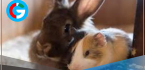 Happy Bunny Day reunirá familias, mascotas e invitados especiales en evento solidario en La Molina