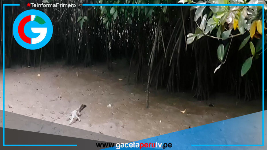 Avistan a cocodrilo en Los Manglares de Tumbes