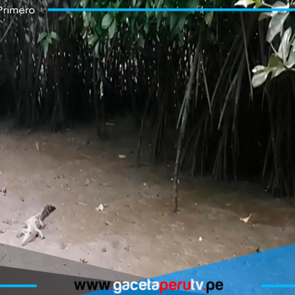 Avistan a cocodrilo en Los Manglares de Tumbes