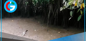 Avistan a cocodrilo en Los Manglares de Tumbes